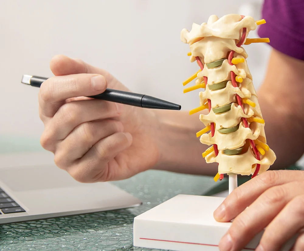 Osteopath explaining the function of the intervertebral discs on a model of the spine